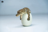 【JXK】Hatchling Crocodile(Preorder)